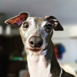 users_cltdobomh02wasw01s86ck4qd_IpBJ5mDGBD2LB98T-bart[1]